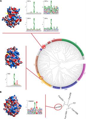 Editorial: Casein kinases in human diseases